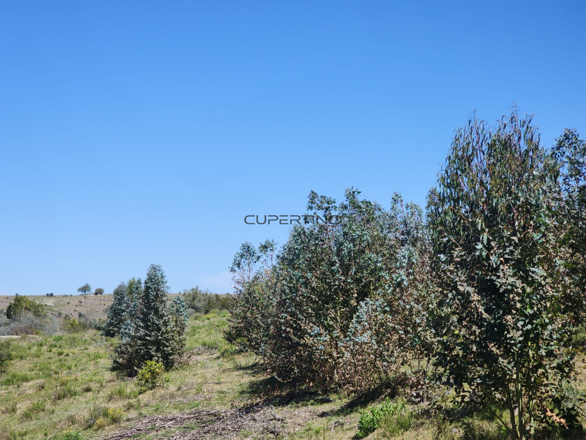 Campo en Zona Rural, — foto 9