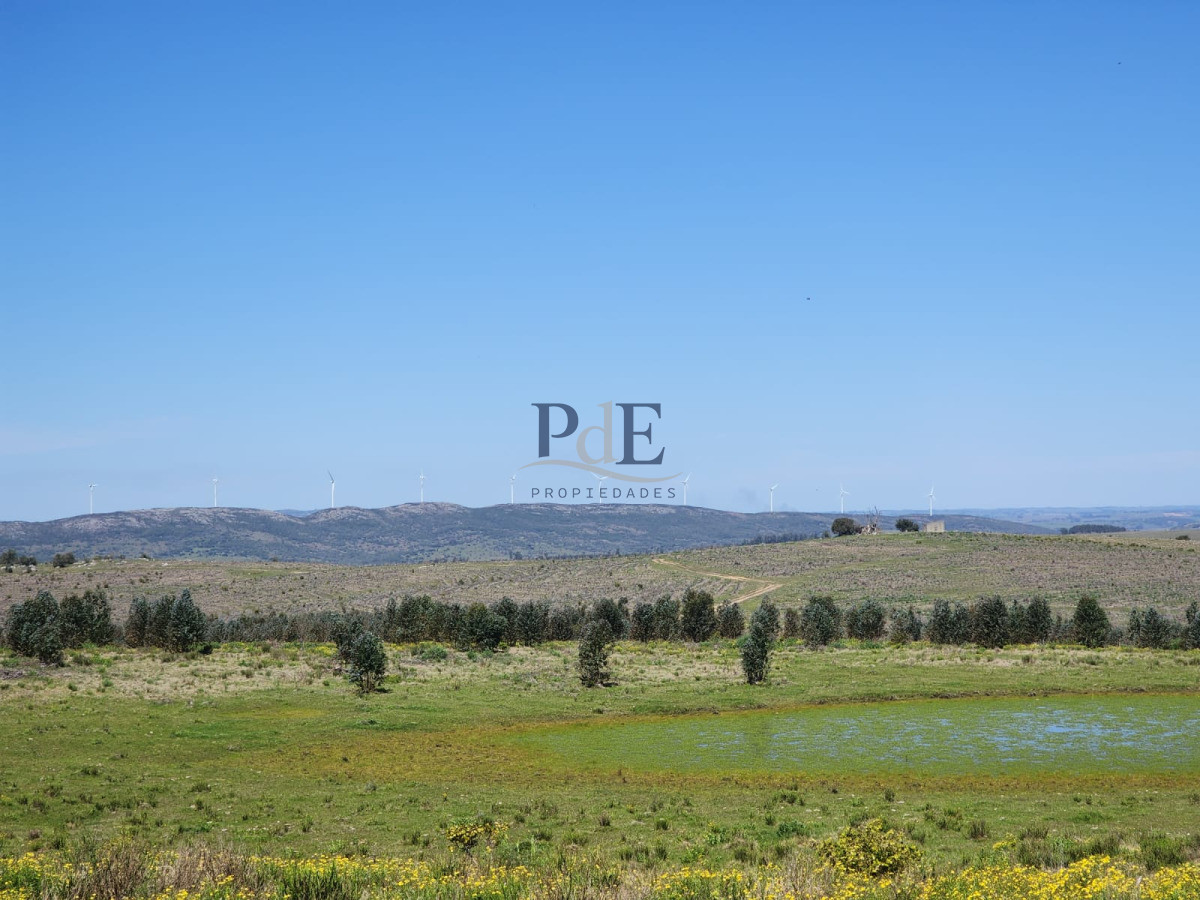 Campo en Venta , paraje Carapé. Con forestación. - Imagen 11