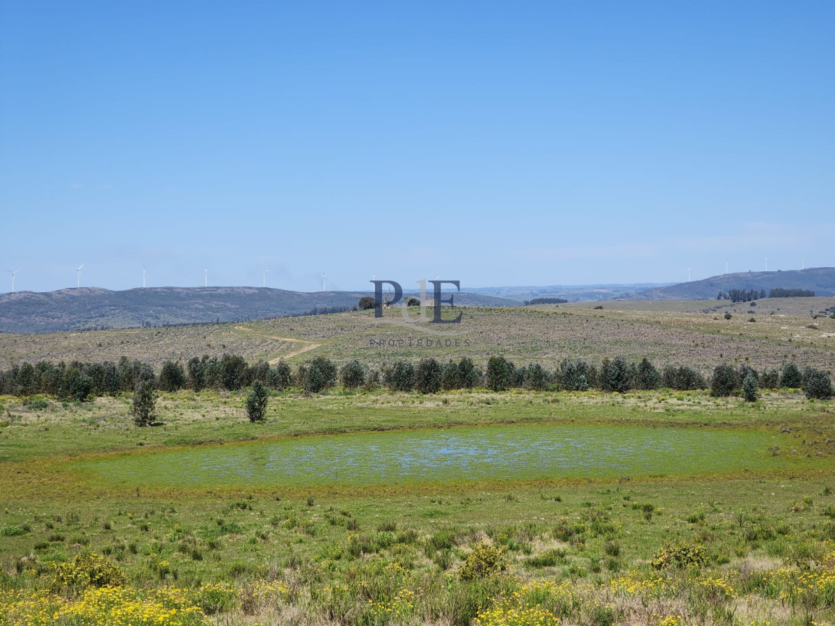 Campo en Venta , paraje Carapé. Con forestación.