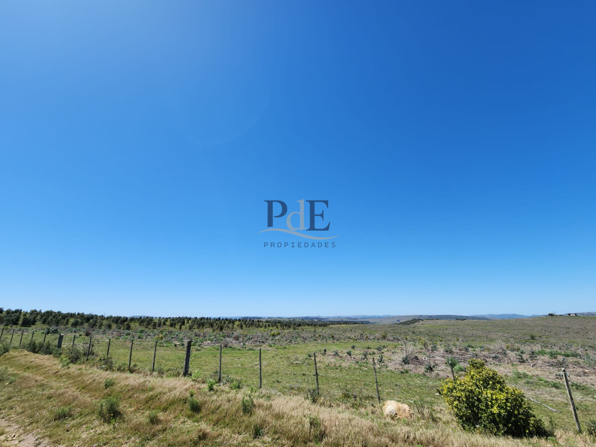 Campo en Venta , paraje Carapé. Con forestación. - Imagen 3