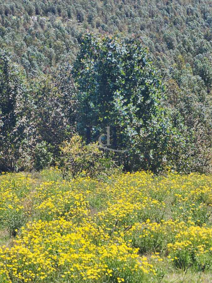 Campo en Venta , paraje Carapé. Con forestación. - Imagen 4