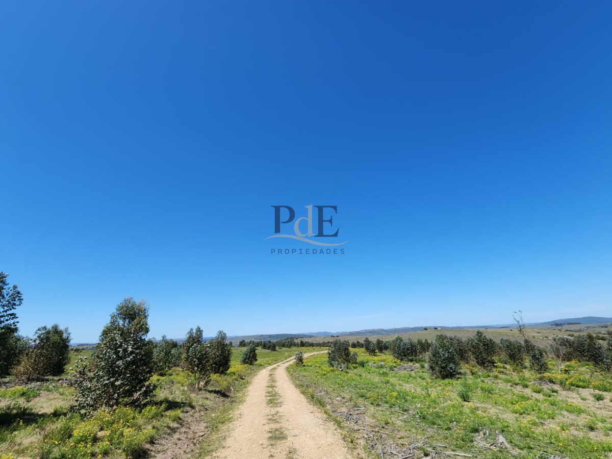 Campo en Venta , paraje Carapé. Con forestación. - Imagen 7