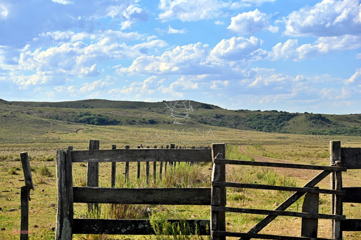 campo ganadero - GoPunta - Portal Inmobiliario de Punta del Este - Maldonado