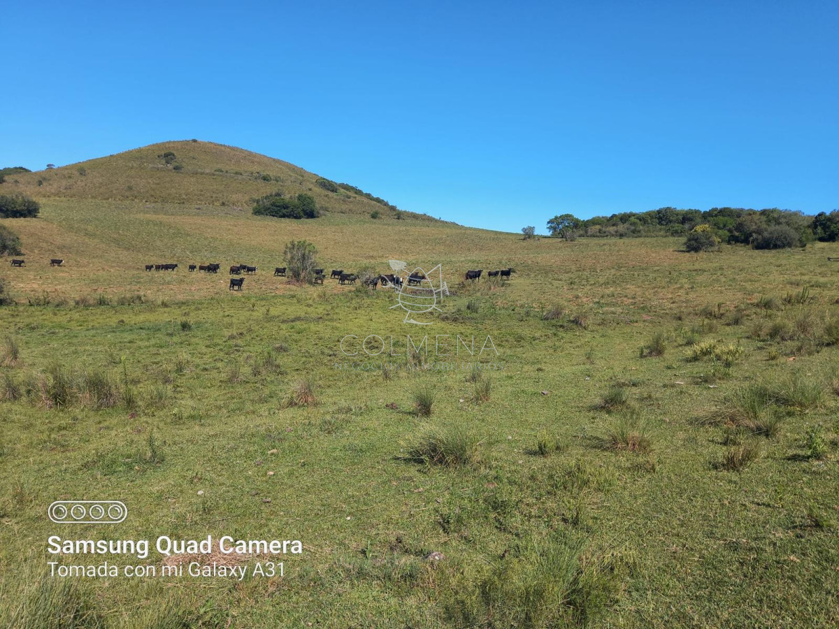 campo ganadero - GoPunta - Portal Inmobiliario de Punta del Este - Maldonado