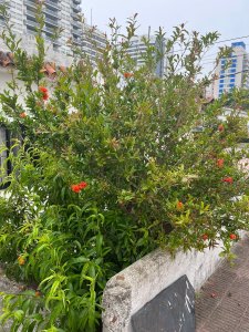  excelente ubicación ideal para local comercial - bdb8738c