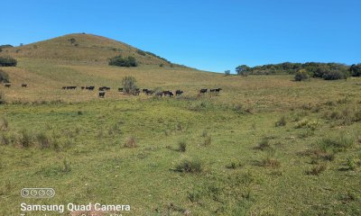 campo ganadero