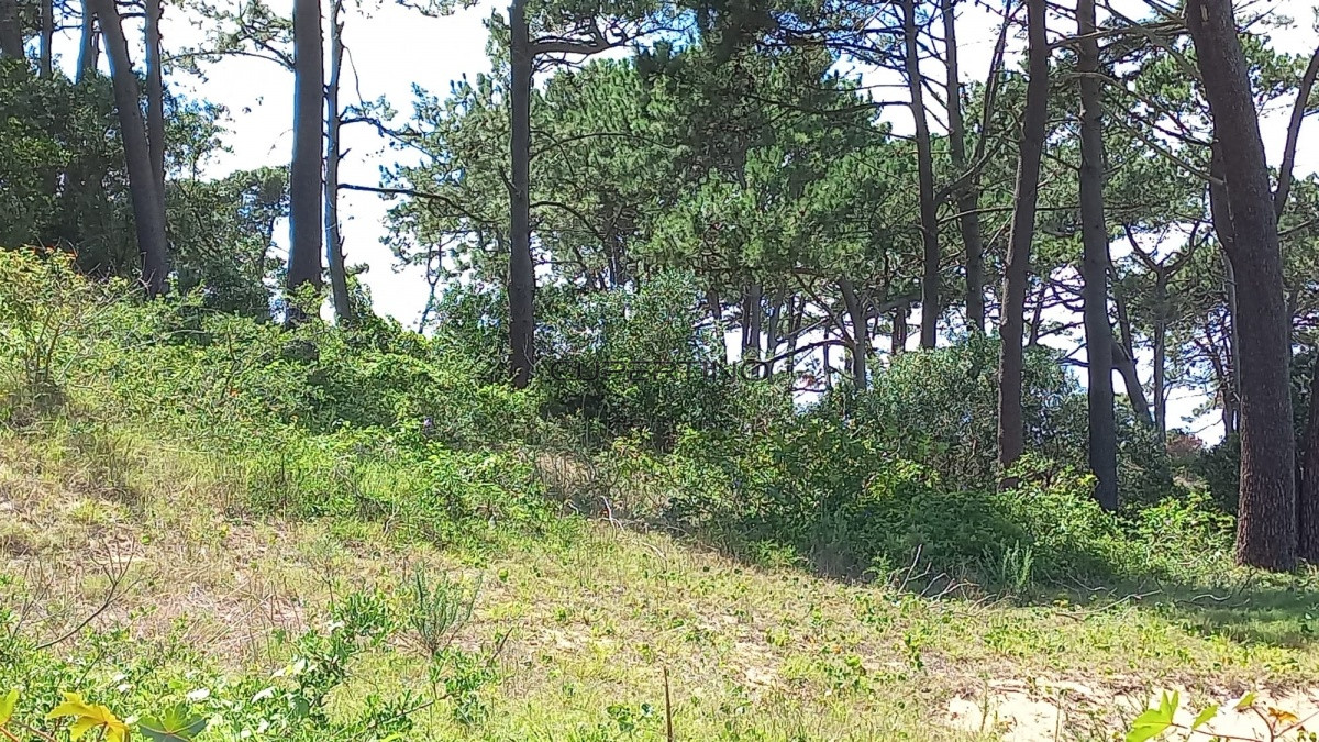 Terreno en Punta del Este, Rincón del Indio — foto 2