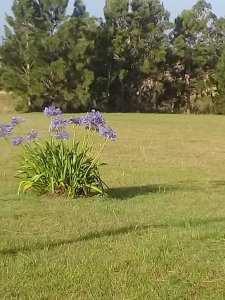 Terreno 1730 m2 , en El Tesoro - La Barra-PUNTA DEL ESTE PONY