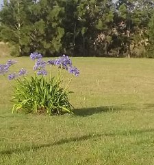 Terreno 1730 m2 , en El Tesoro - La Barra-PUNTA DEL ESTE PONY