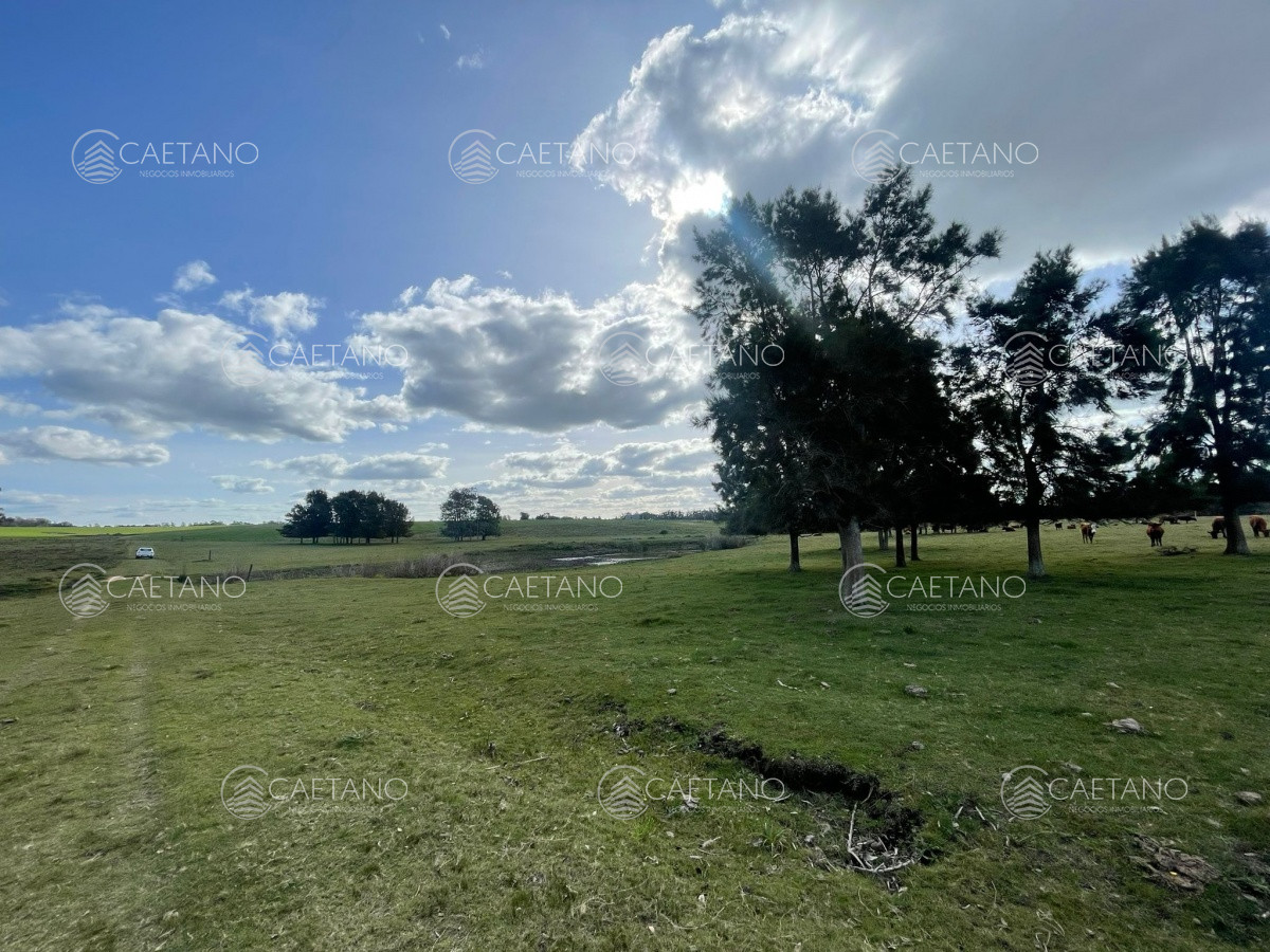 Medellin - GoPunta - Portal Inmobiliario de Punta del Este - Maldonado