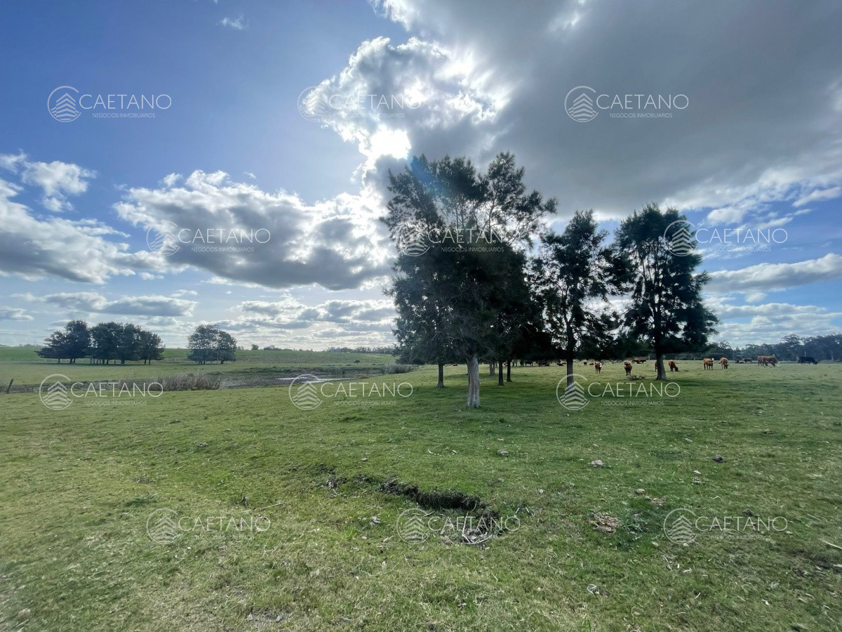 Medellin - GoPunta - Portal Inmobiliario de Punta del Este - Maldonado