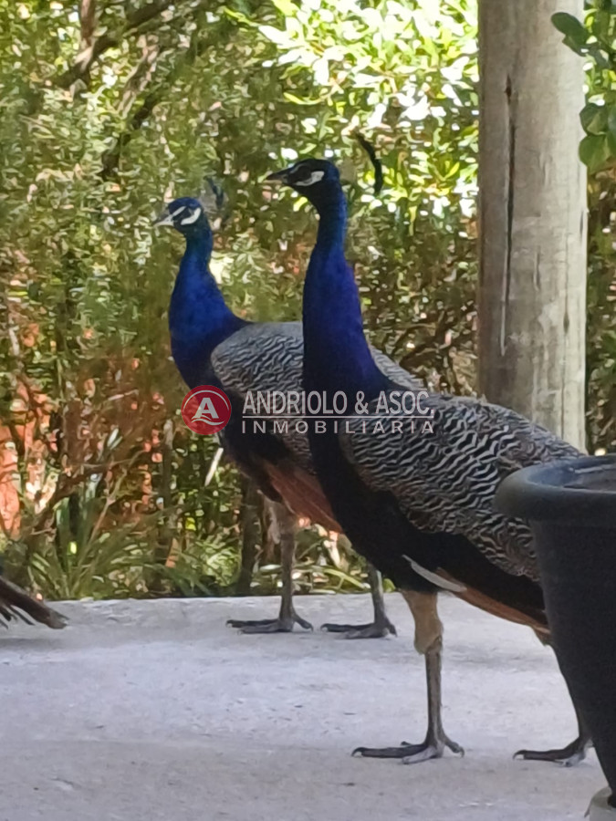 Chacra ID.9026 - Chacra en Las Cañas 