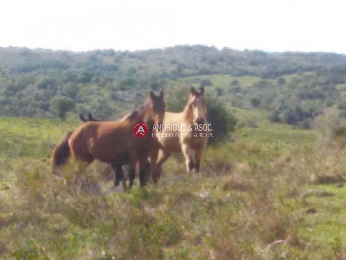 Campo Ref.6562 - campo agricola ganadero sobre ruta 13 a 5 kilómetros de aigua 