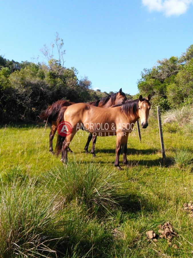 Campo Ref.6562 - campo agricola ganadero sobre ruta 13 a 5 kilómetros de aigua 