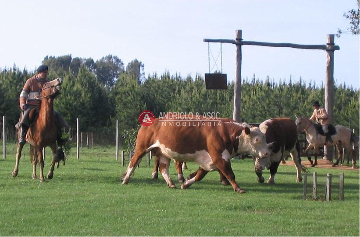 Campo Ref.6179 - Campo en Punta del Este, 