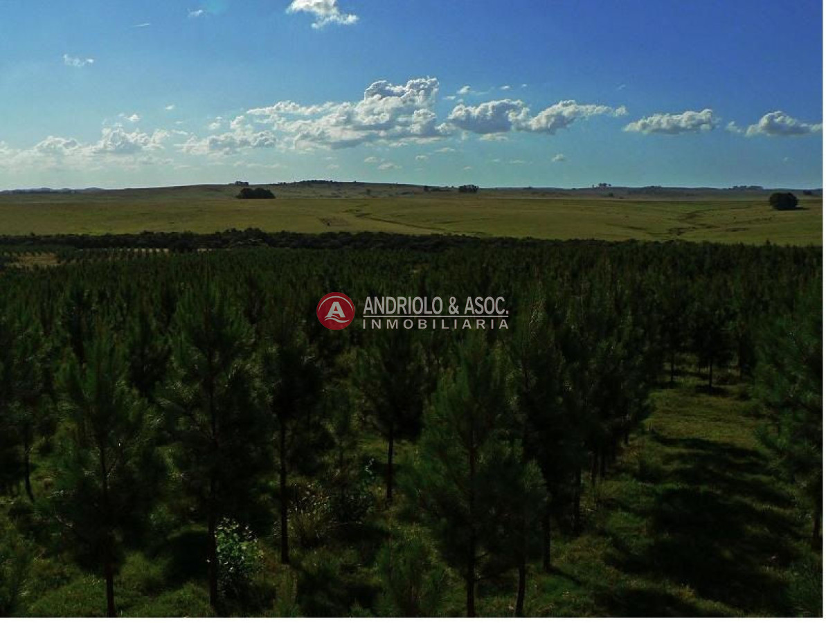 Campo Ref.6179 - Campo en Punta del Este, 