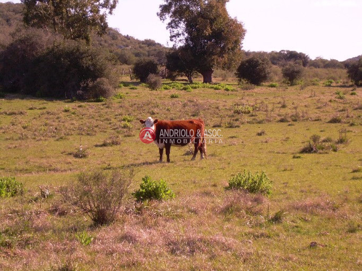 Campo Ref.6205 - Campo en Punta del Este, 