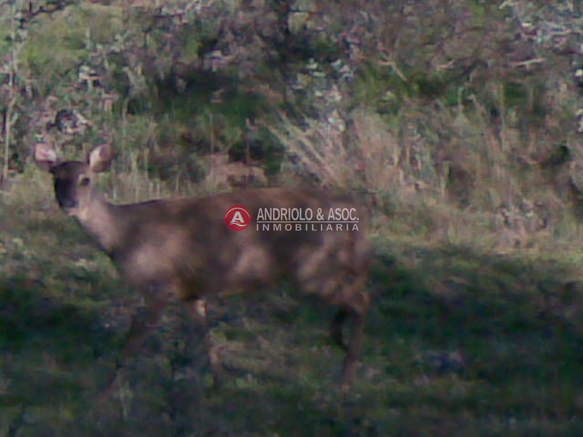 Campo Ref.6205 - Campo en Punta del Este, 