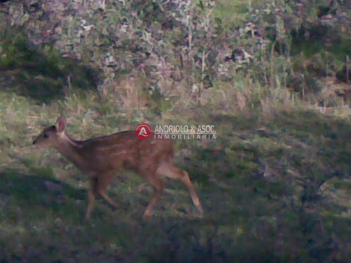 Campo Ref.6205 - Campo en Punta del Este, 