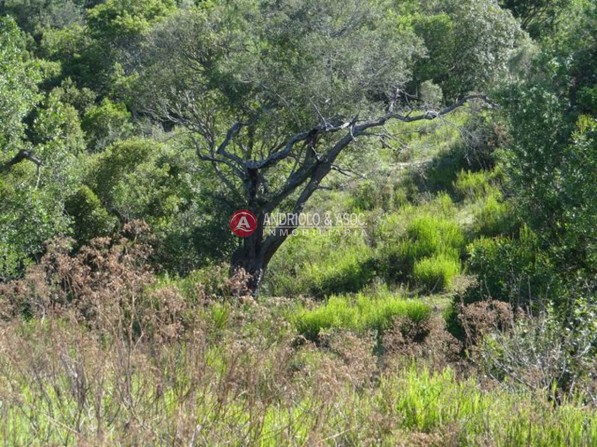 Campo Ref.6215 - Campo en Punta del Este, 