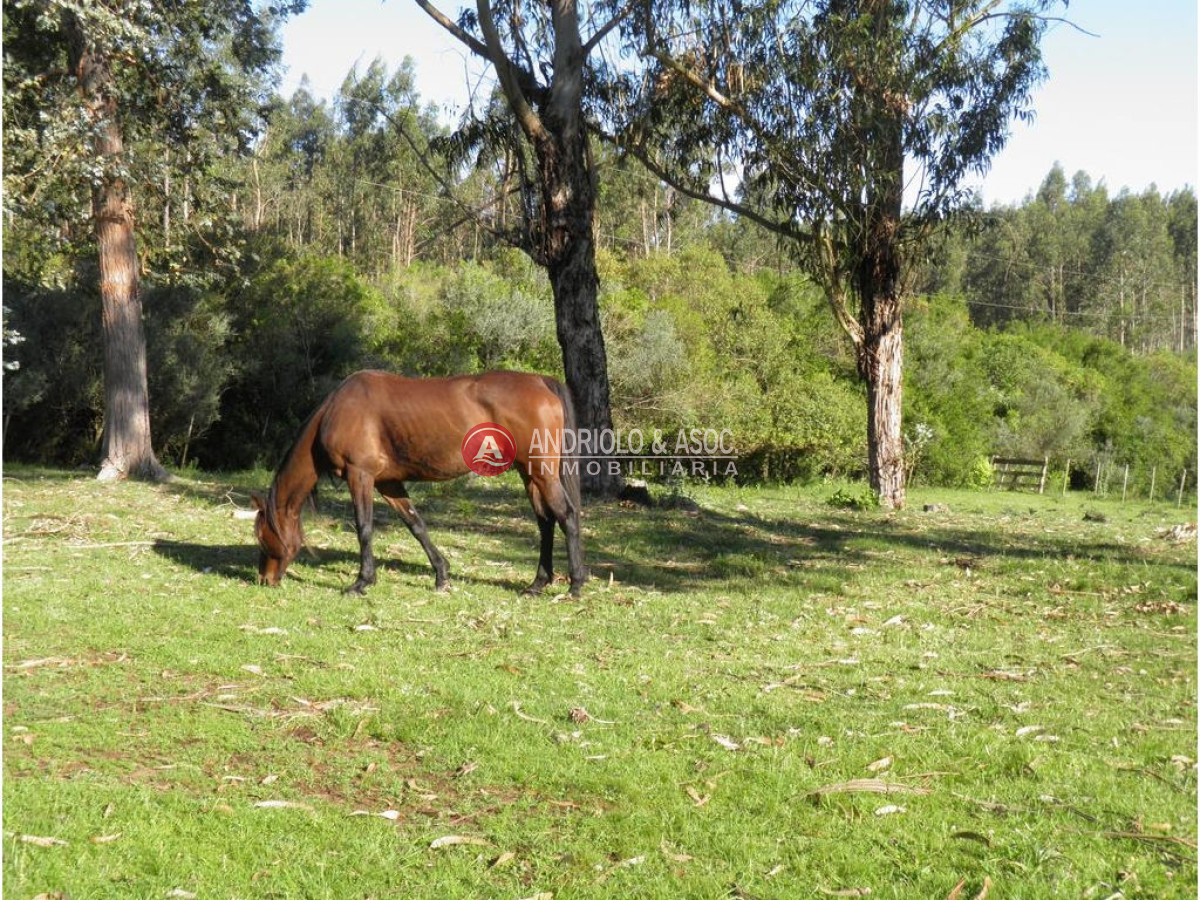Campo Ref.6225 - Campo en Punta del Este, 