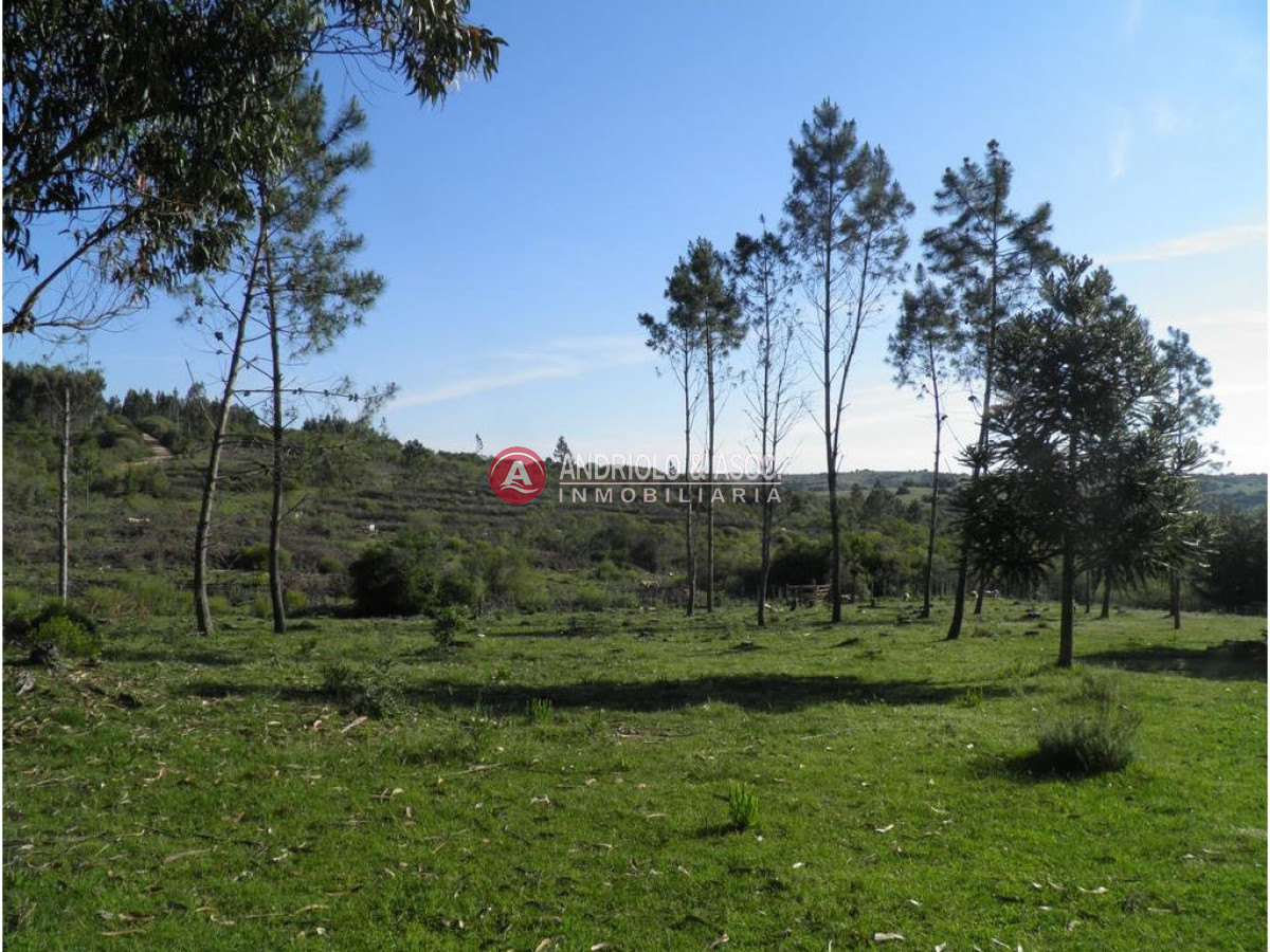 Campo Ref.6225 - Campo en Punta del Este, 