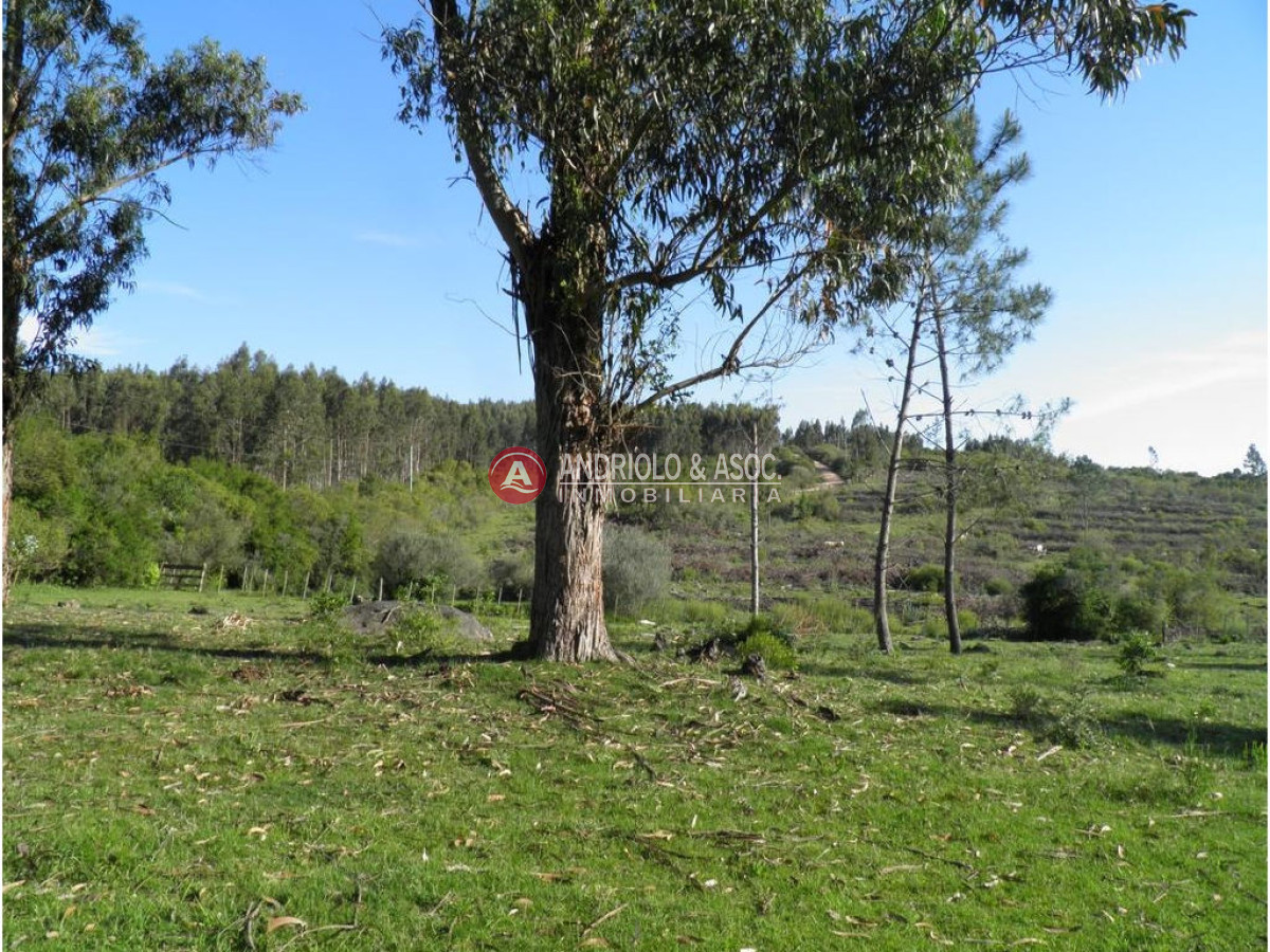 Campo Ref.6225 - Campo en Punta del Este, 