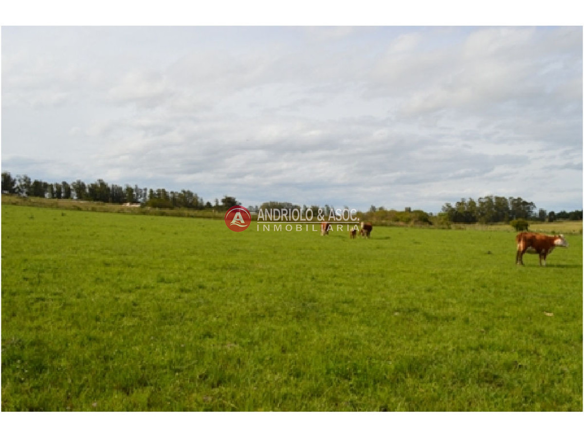 Campo Ref.6230 - Campo en Punta del Este, 