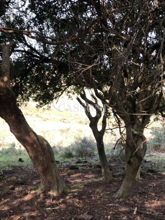Chacra ID.4628 - Chacra en Garzón 