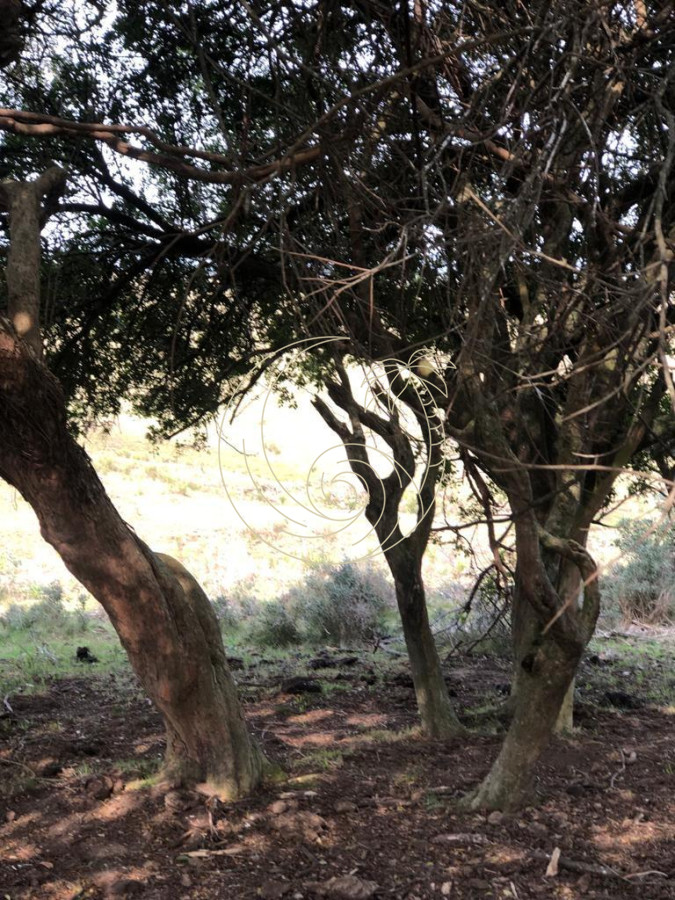 Chacra ID.21092854 - Chacra en Garzón 