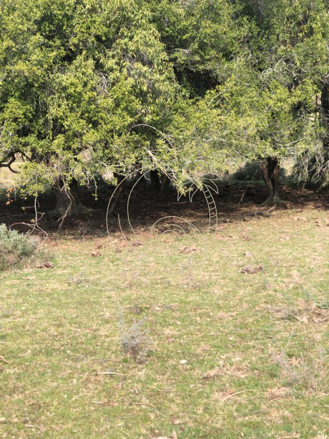 Chacra ID.21092854 - Chacra en Garzón 