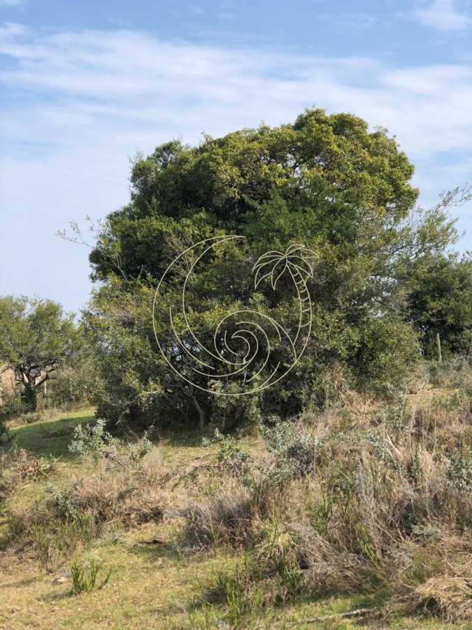 Chacra ID.21092854 - Chacra en Garzón 
