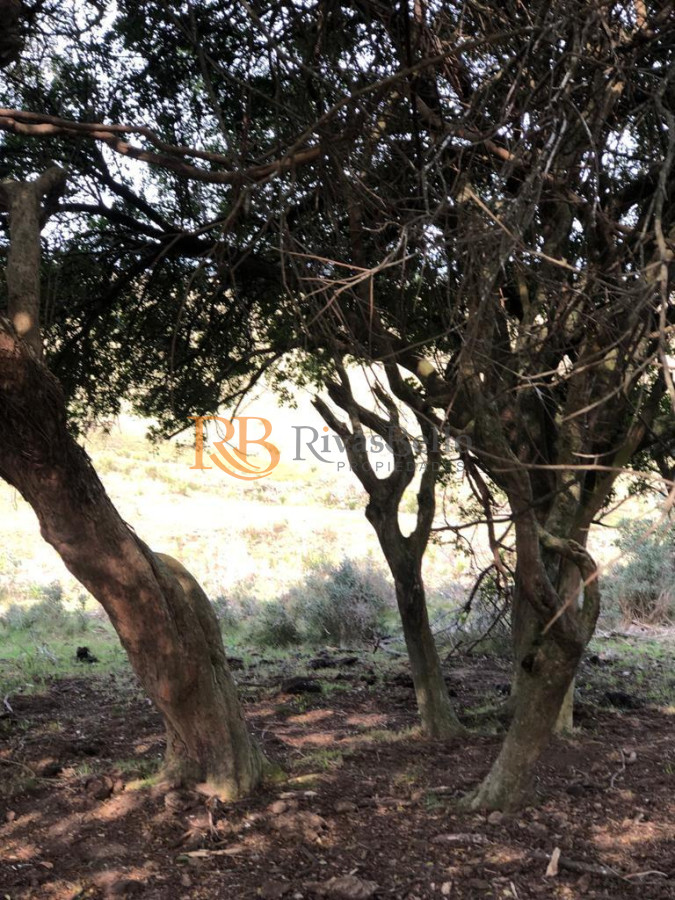 Chacra ID.87 - Chacra en Garzón 