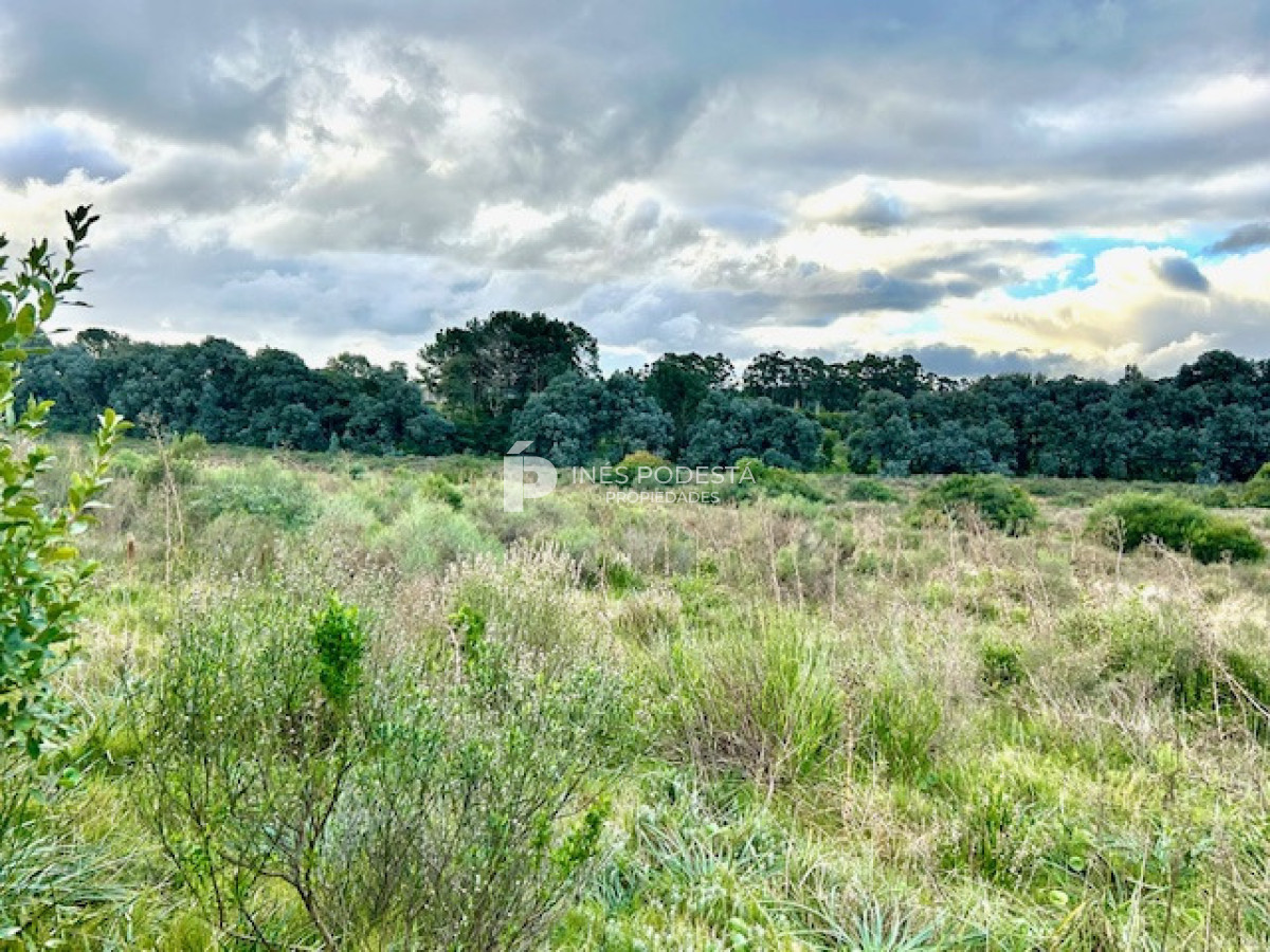 Laguna del Sauce - GoPunta - Portal Inmobiliario de Punta del Este - Maldonado