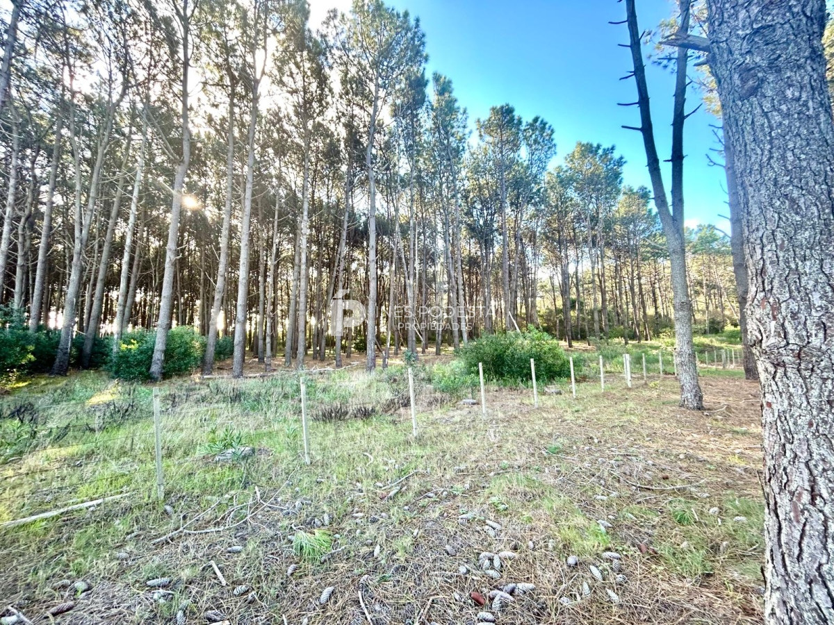 La Carolina - GoPunta - Portal Inmobiliario de Punta del Este - Maldonado