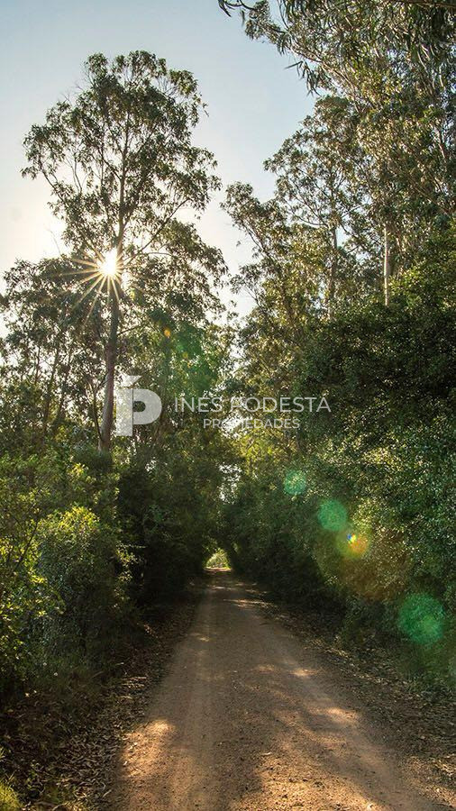 La Pataia - GoPunta - Portal Inmobiliario de Punta del Este - Maldonado