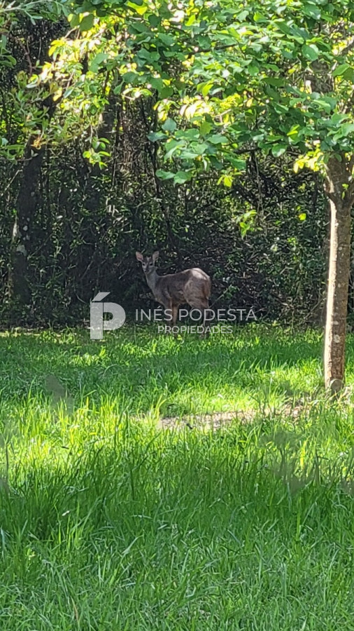 Chacra ID.39998 - Venta chacra  sobre ruta 12, Pueblo Eden