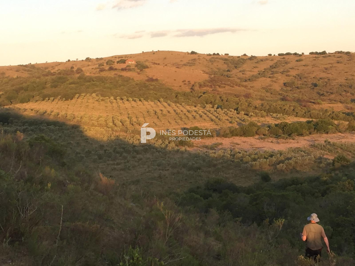 Campo Ref.41377 - Venta de 344 hc próximo a Sierra de Carapé