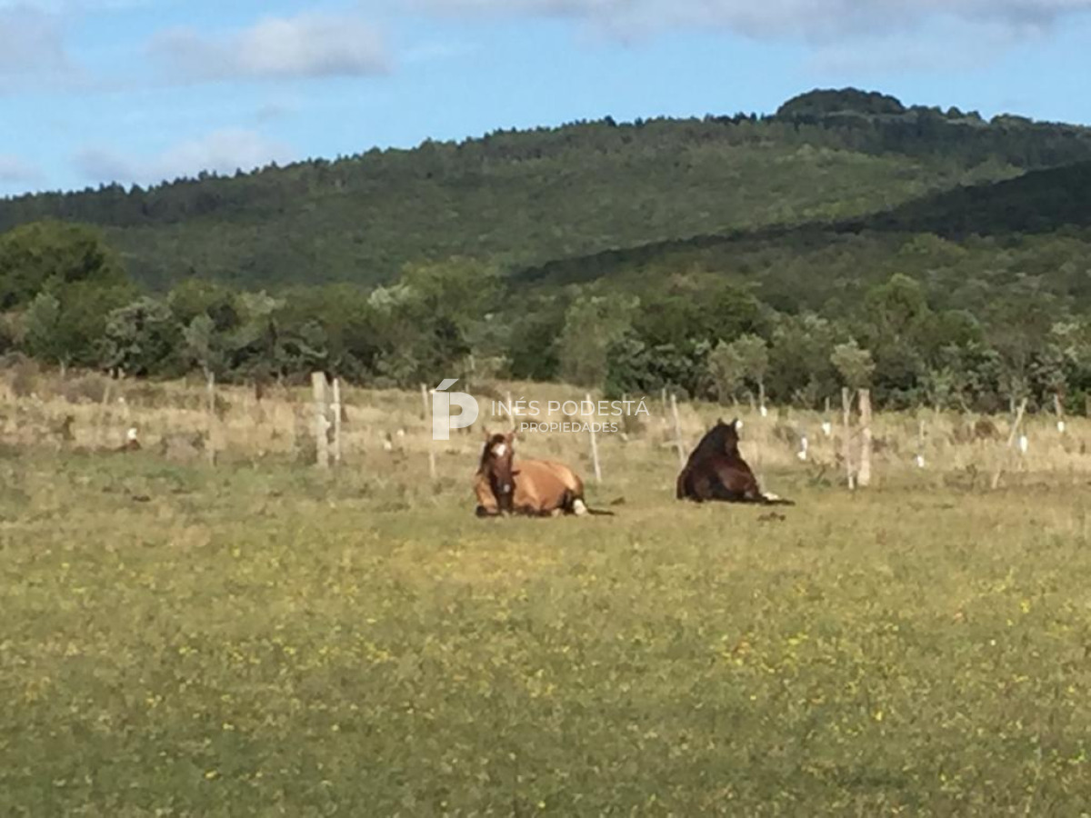 Campo Ref.41377 - Venta de 344 hc próximo a Sierra de Carapé