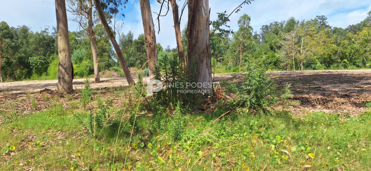 Rincón del Indio - GoPunta - Portal Inmobiliario de Punta del Este - Maldonado