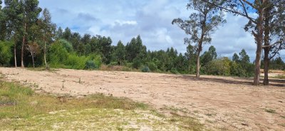 LOTE DE 4407