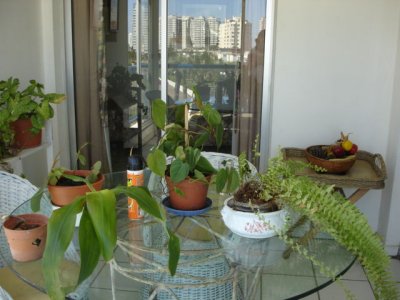 Apartamento en Punta del Este, Mansa - SHC302A