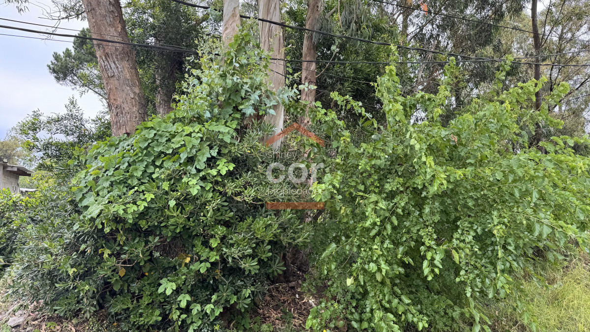El Tesoro - GoPunta - Portal Inmobiliario de Punta del Este - Maldonado