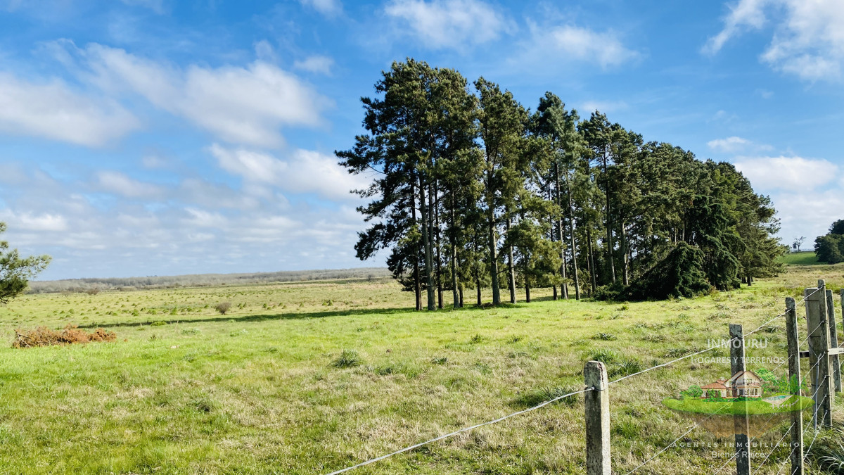 Campo Ref.783 - Campo de 245 has en Cerro Largo cercan de ciudad de Melo