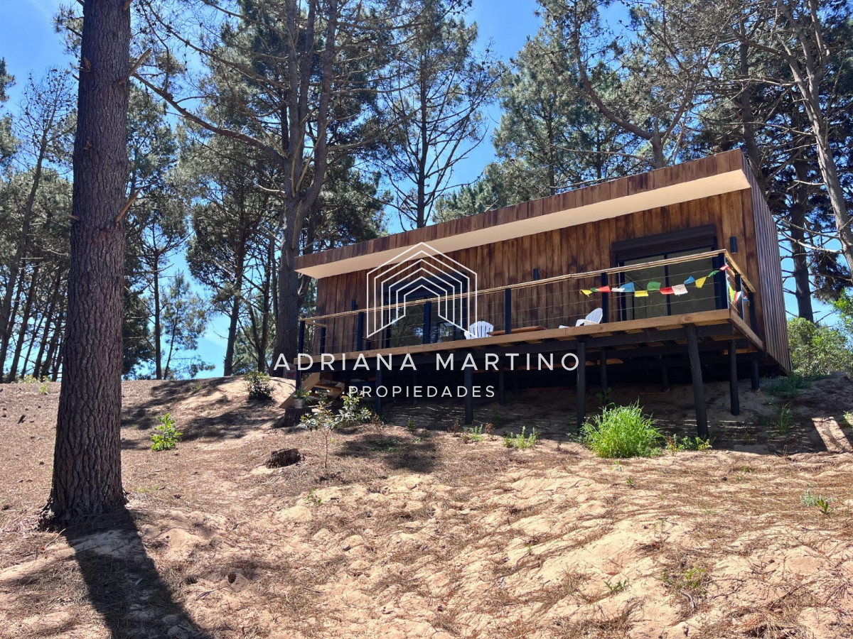 Chihuahua - GoPunta - Portal Inmobiliario de Punta del Este - Maldonado