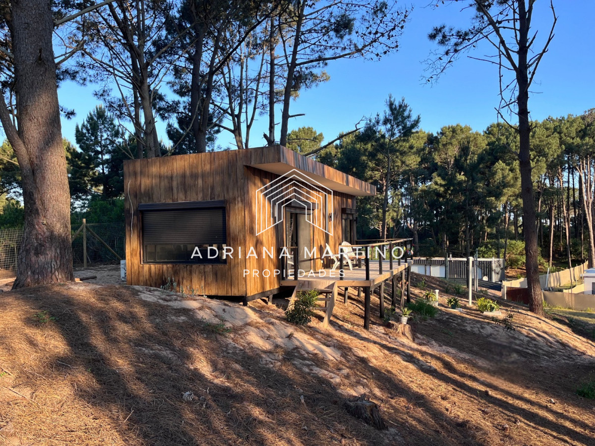 Chihuahua - GoPunta - Portal Inmobiliario de Punta del Este - Maldonado