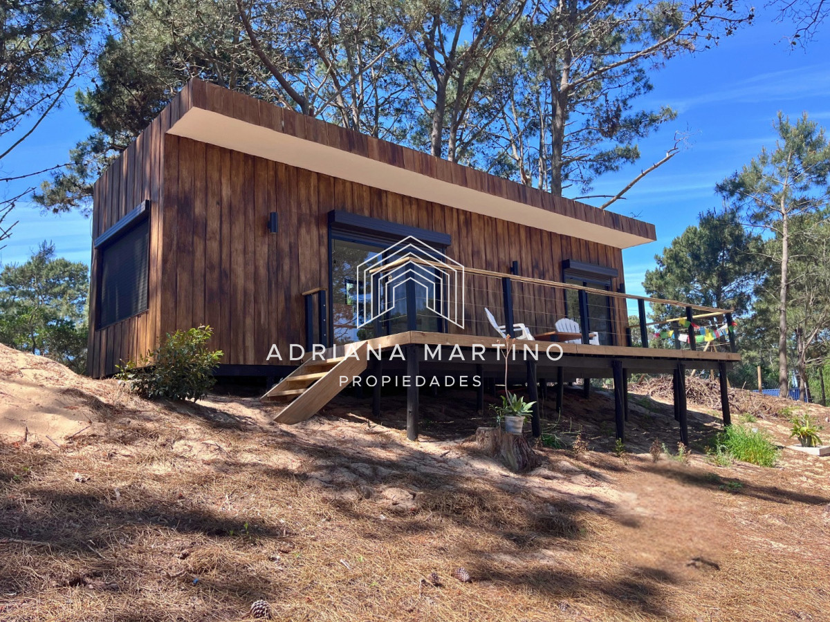 Chihuahua - GoPunta - Portal Inmobiliario de Punta del Este - Maldonado
