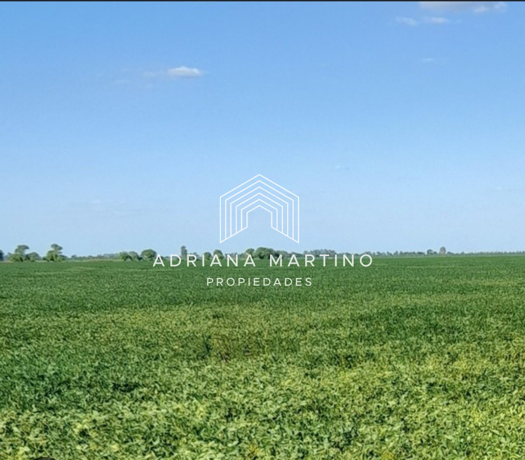 Excelente campo agrícola-ganadero