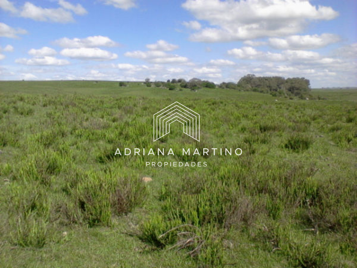 Campo Agricola Ganadero,   sin construcción, - GoPunta - Portal Inmobiliario de Punta del Este - Maldonado