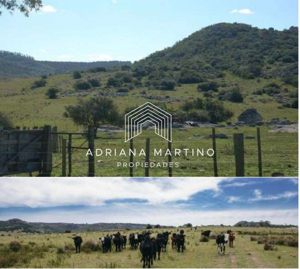 Campo Ref.69602 - Hermoso Campo en Lavalleja .